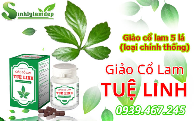 thành phần giảo cổ lam tuệ linh